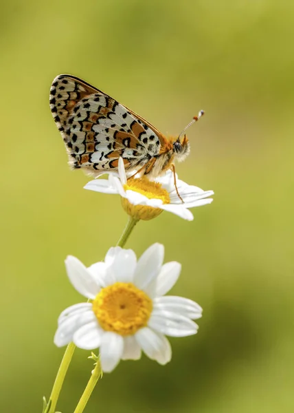 Mariposa Sentada Flor — Foto de Stock