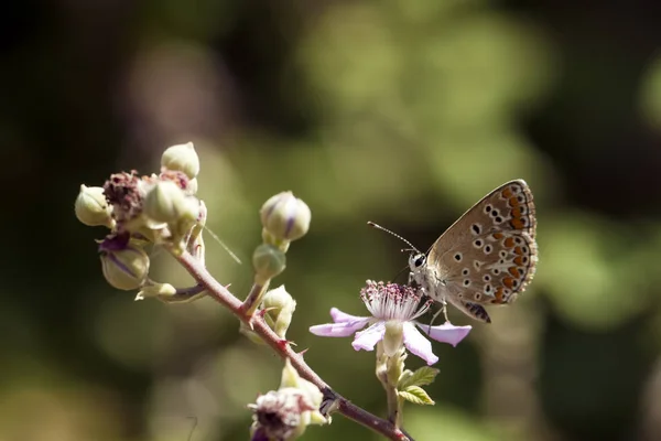 Motyl Siedzący Kwiatku — Zdjęcie stockowe