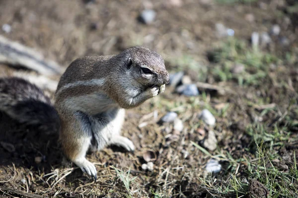 Kleines Braunes Eichhörnchen Auf Dem Boden Sitzend — Stockfoto