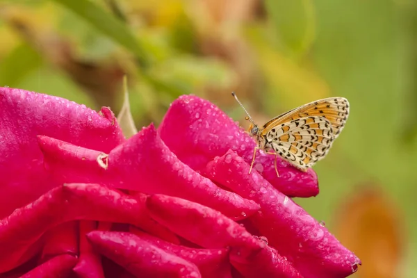 Motýl Sedící Květině — Stock fotografie