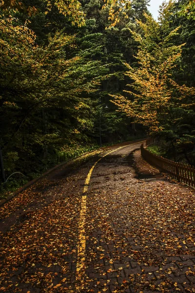 Autumn Road Trees Leaves — Photo