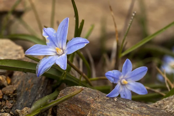 Beautiful Crocus Flowers Forest — ストック写真