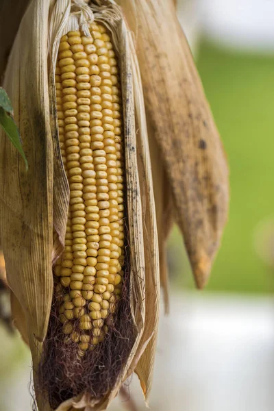 Corn Cob Hanging Blurred Background — Foto Stock