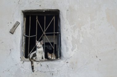 cat sitting in the old windowsill