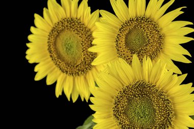 sunflowers isolated on black background