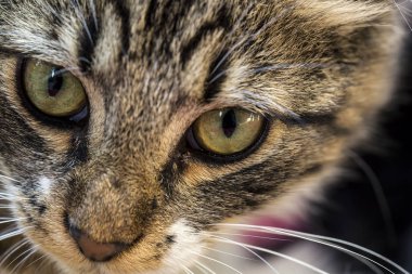 Şirin tüylü kedi, manzarayı kapat.