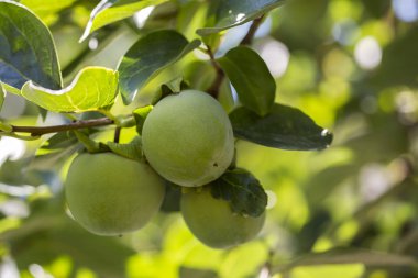 İncir ağacının dalında incir 
