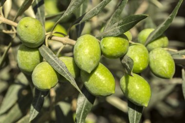 Dal üzerinde yeşil zeytin yetişiyor