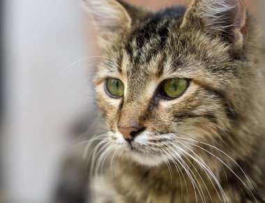 Şirin bir kedinin portresi, yakından bak.