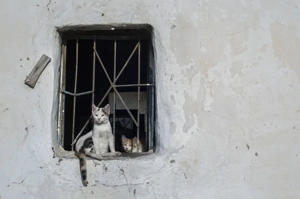 Cat Sitting Old Windowsill — Foto de Stock