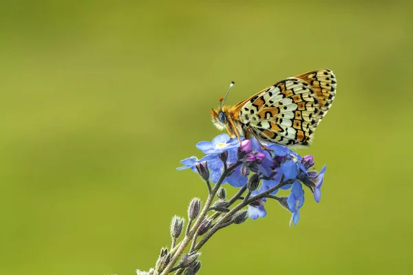 Motyl Siedzący Kwiatku — Zdjęcie stockowe