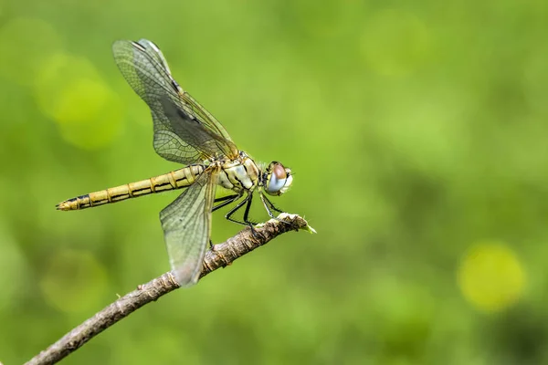 Libélula Galho Árvore — Fotografia de Stock