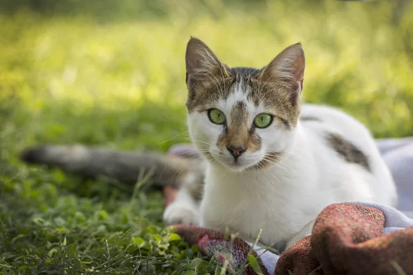 View Cat Grass — Stockfoto