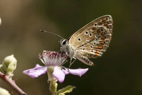 Borboleta Sentado Flor — Fotografia de Stock