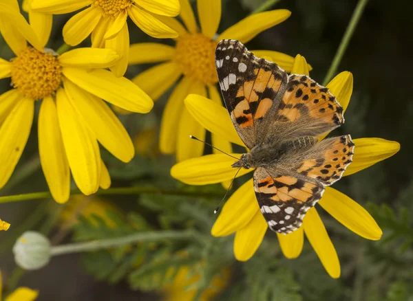 Красива Метелик Жовтих Квітах — стокове фото