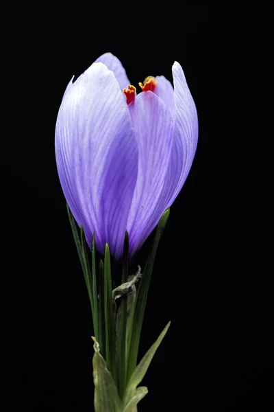 Bellissimo Fiore Viola Iride Sfondo Nero — Foto Stock