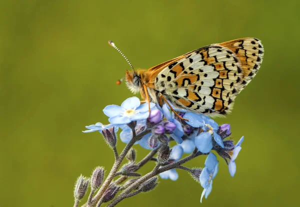 Mariposa Sentada Flor — Foto de Stock