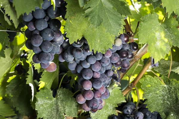 Une Grappe Raisin Dans Vignoble — Photo