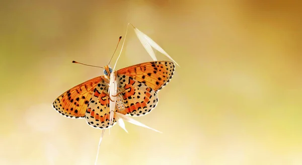 美しい蝶のマクロショット — ストック写真
