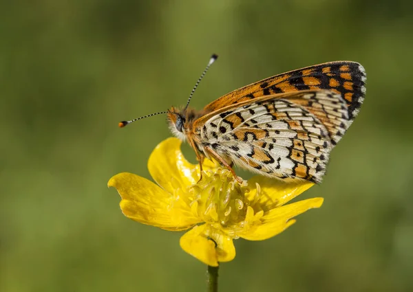 Vlinder Zittend Bloem — Stockfoto