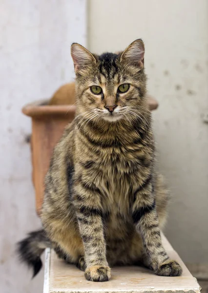 Närbild Porträtt Söta Lurviga Katt — Stockfoto