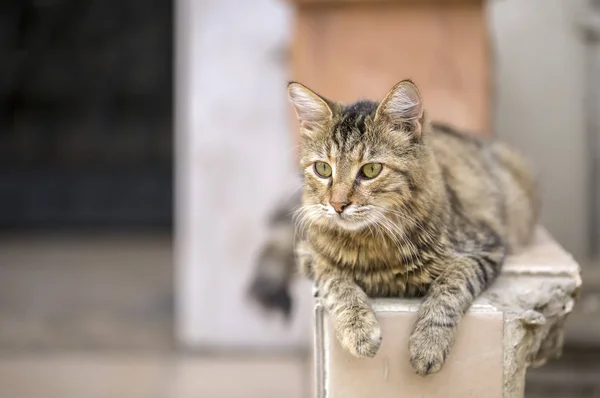 Ένα Κοντινό Πλάνο Μιας Χαριτωμένης Γάτας — Φωτογραφία Αρχείου