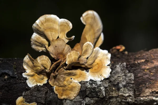 Champignons Poussant Dans Forêt — Photo