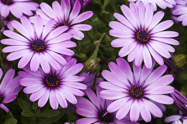 Beautiful Purple Flowers Floral Concept Background — Foto Stock