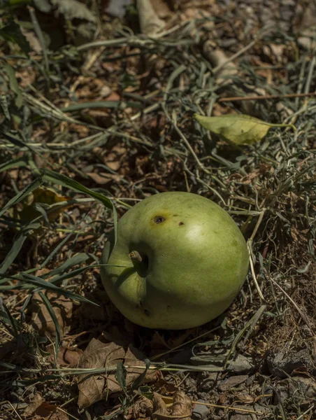 Крупним Планом Знімок Зеленого Яблука Землі — стокове фото