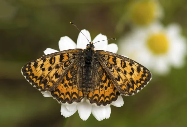 Закрыть Бабочку Цветке — стоковое фото