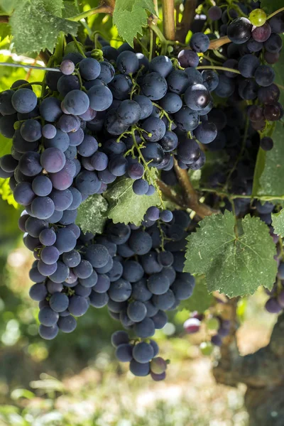 Ramo Uvas Viñedo — Foto de Stock