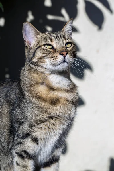 Cute Fluffy Cat Close View — Foto Stock