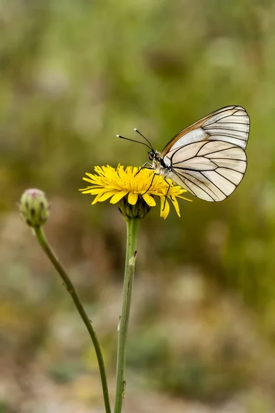 Farfalla Seduta Sul Fiore — Foto Stock