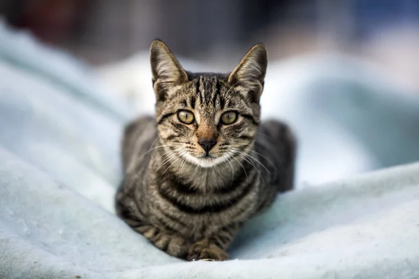 Retrato Hermoso Gato — Foto de Stock