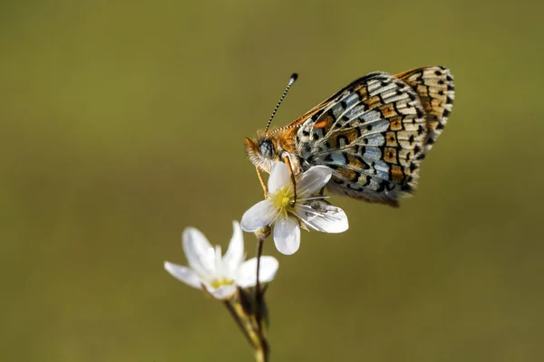 Vlinder Zittend Bloem — Stockfoto