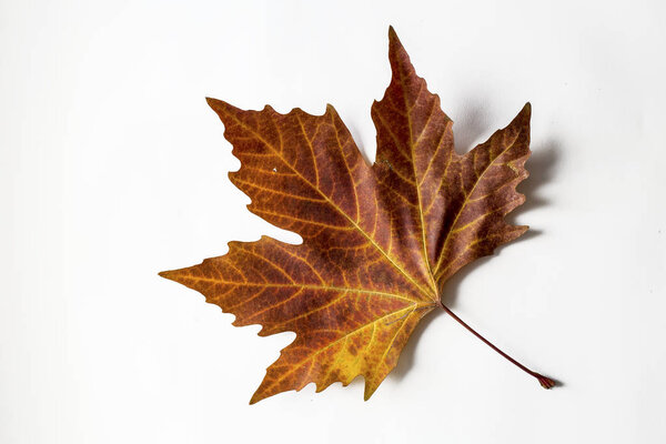 autumn maple leaf on white background