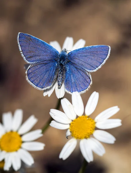 Бабочка Сидит Цветке — стоковое фото