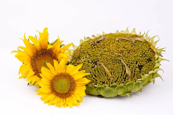 Sunflower Sunflower Oil Sunflower Seeds Background — Stock Photo, Image