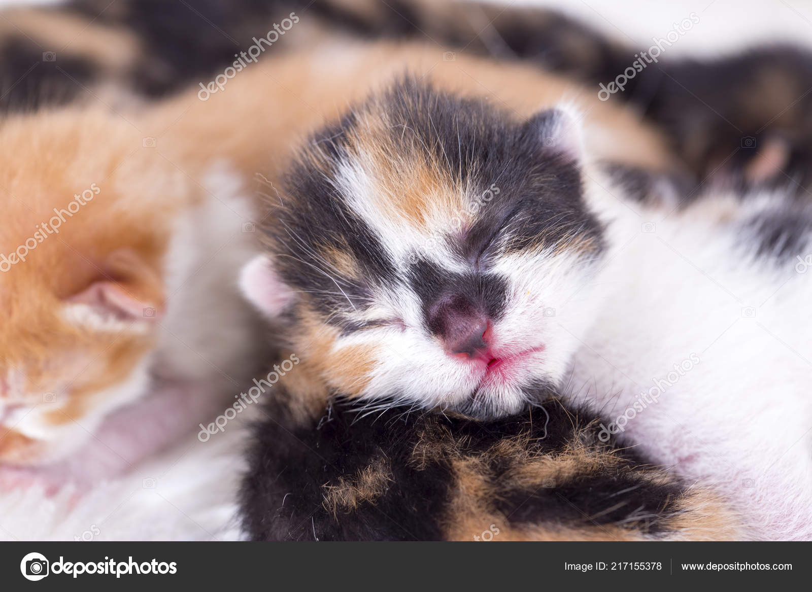 Chaton Mignon Bebe Chat Mere Chat Photographie Esindeniz C Chaton Mignon Bebe Chat Mere Chat Photographie Esindeniz C