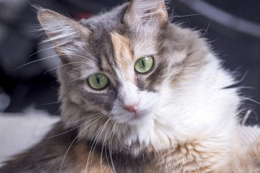 Evcil hayvan; sevimli kedi.