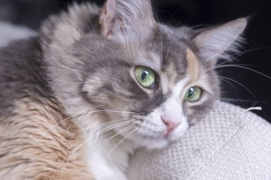 Evcil hayvan; sevimli kedi.