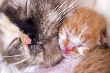 Şirin kedi yavrusu bebek kedi ve anne kedi