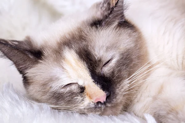 Niedliche Kätzchen Baby Katze Und Mutter Katze — Stockfoto