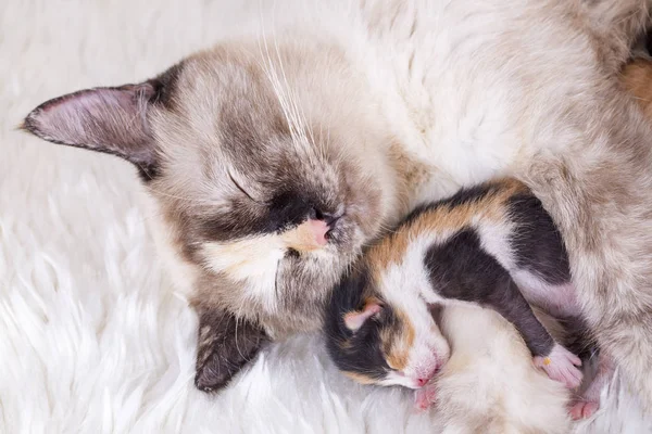 Gatinho Bonito Bebê Gato Mãe Gato — Fotografia de Stock