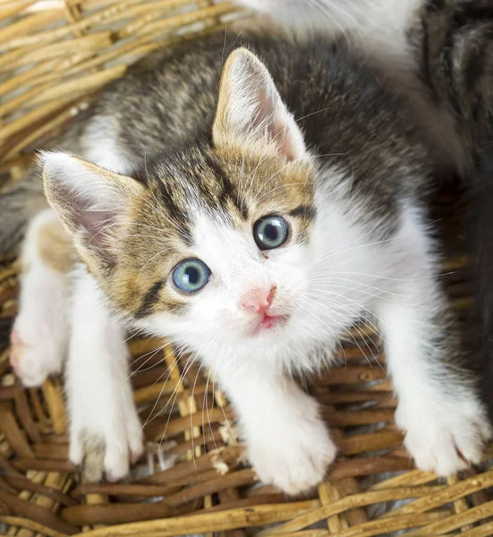 Kot Kitten Słodkie Dziecko — Zdjęcie stockowe