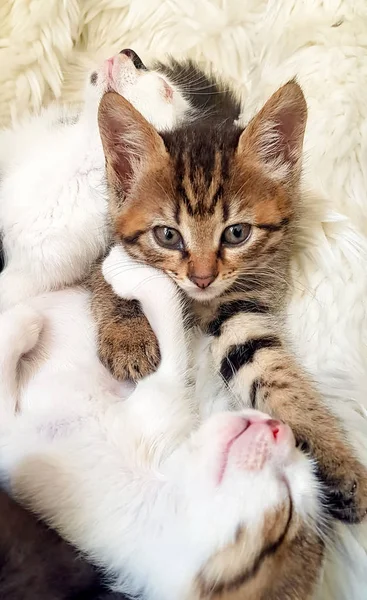 Lindo Gatito Bebé Gato Madre Gato — Foto de Stock