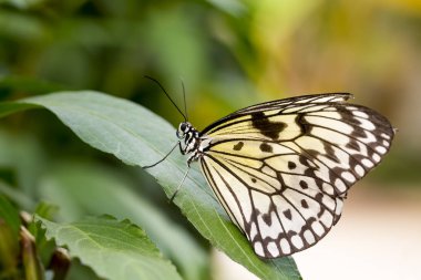 Doğa, fauna ve flora arka planda kelebek