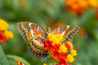 Doğa, fauna ve flora arka planda kelebek