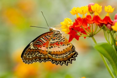 Doğa, fauna ve flora arka planda kelebek