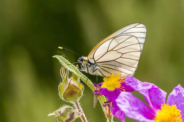 Mariposa Naturaleza Fauna Flora Fondo — Foto de Stock